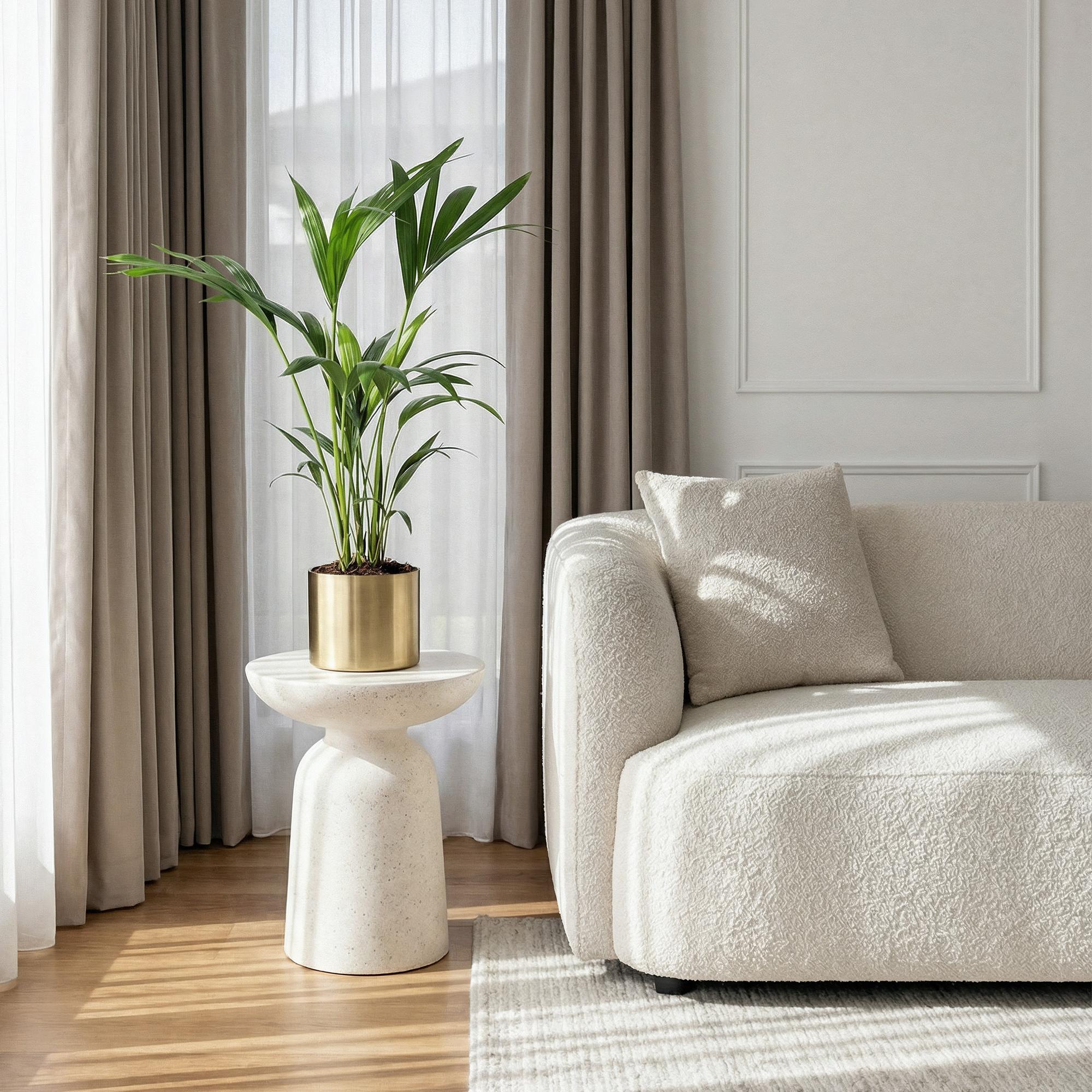 Howea Forsteriana - Kentia Palm - Weinig Onderhoud - Groen - 2 planten - Pot 17cm - Hoogte 70-75cm
