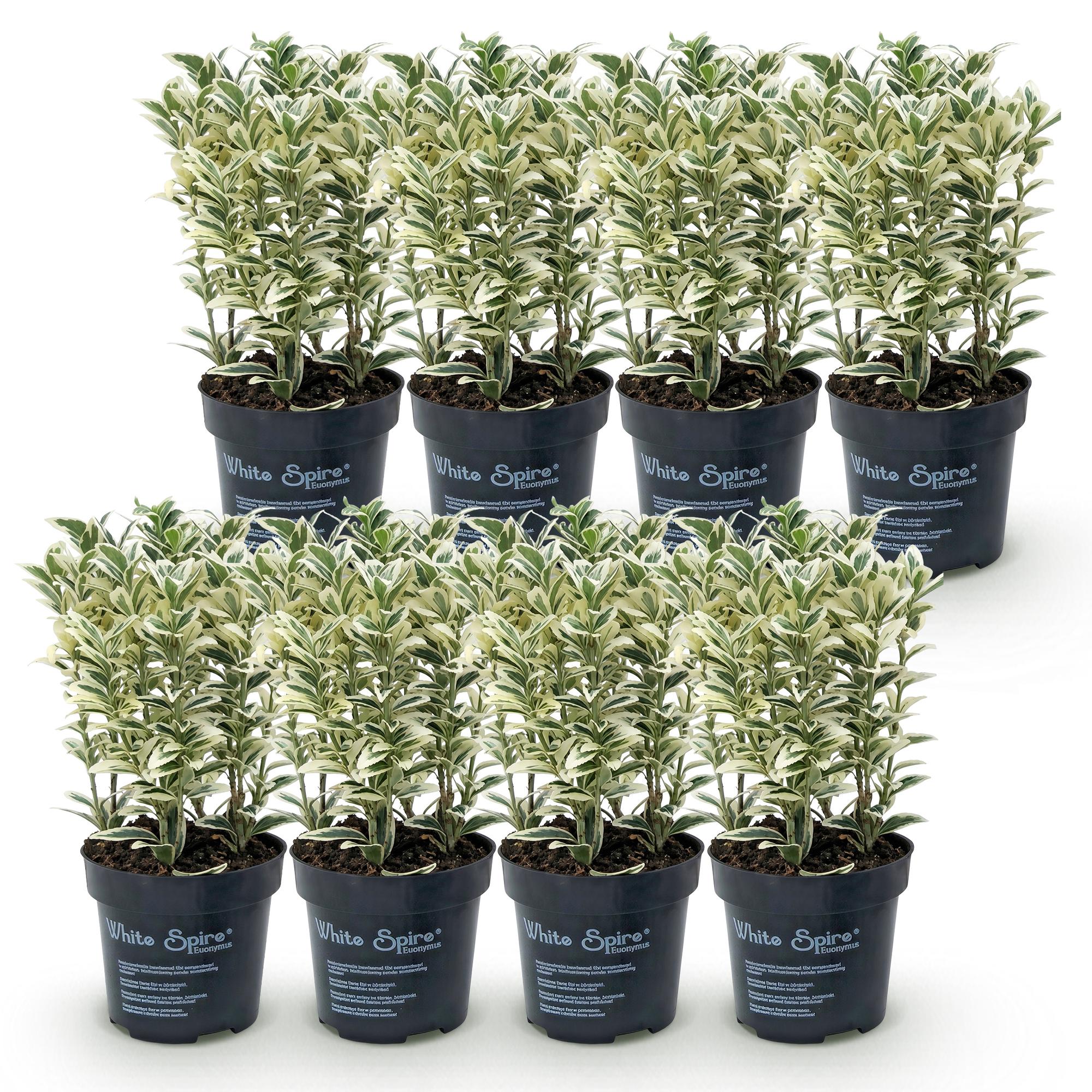 Euonymus japonicus White Spire - Kardinaalsmuts 8x - Haagplanten - Groenblijvend - Wit - Groen - Pot 9cm - Hoogte 20-30cm