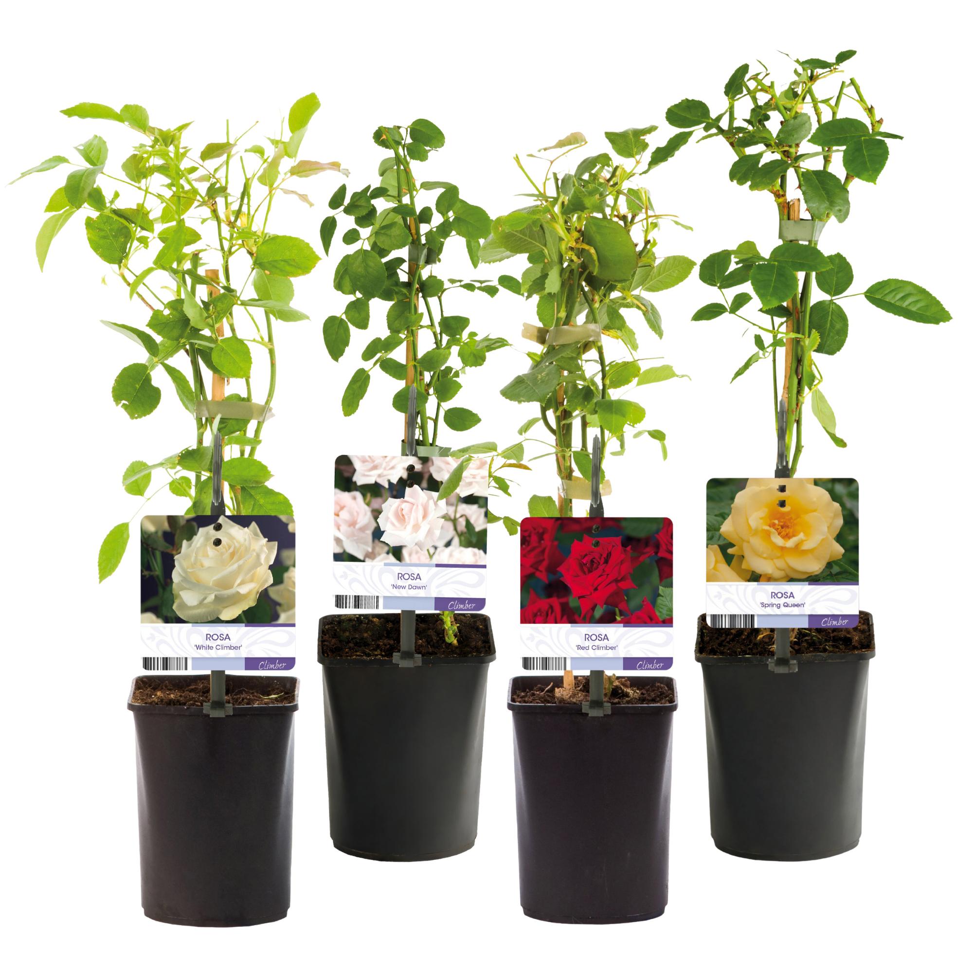 Green boutiQ – Kletterrose – Rosa Rainbow – Blüten: Rosa, Weiß, Gelb, Rot – Pflegeleicht – 4 Pflanzen – Topf: 11 cm, Höhe: 40 cm
