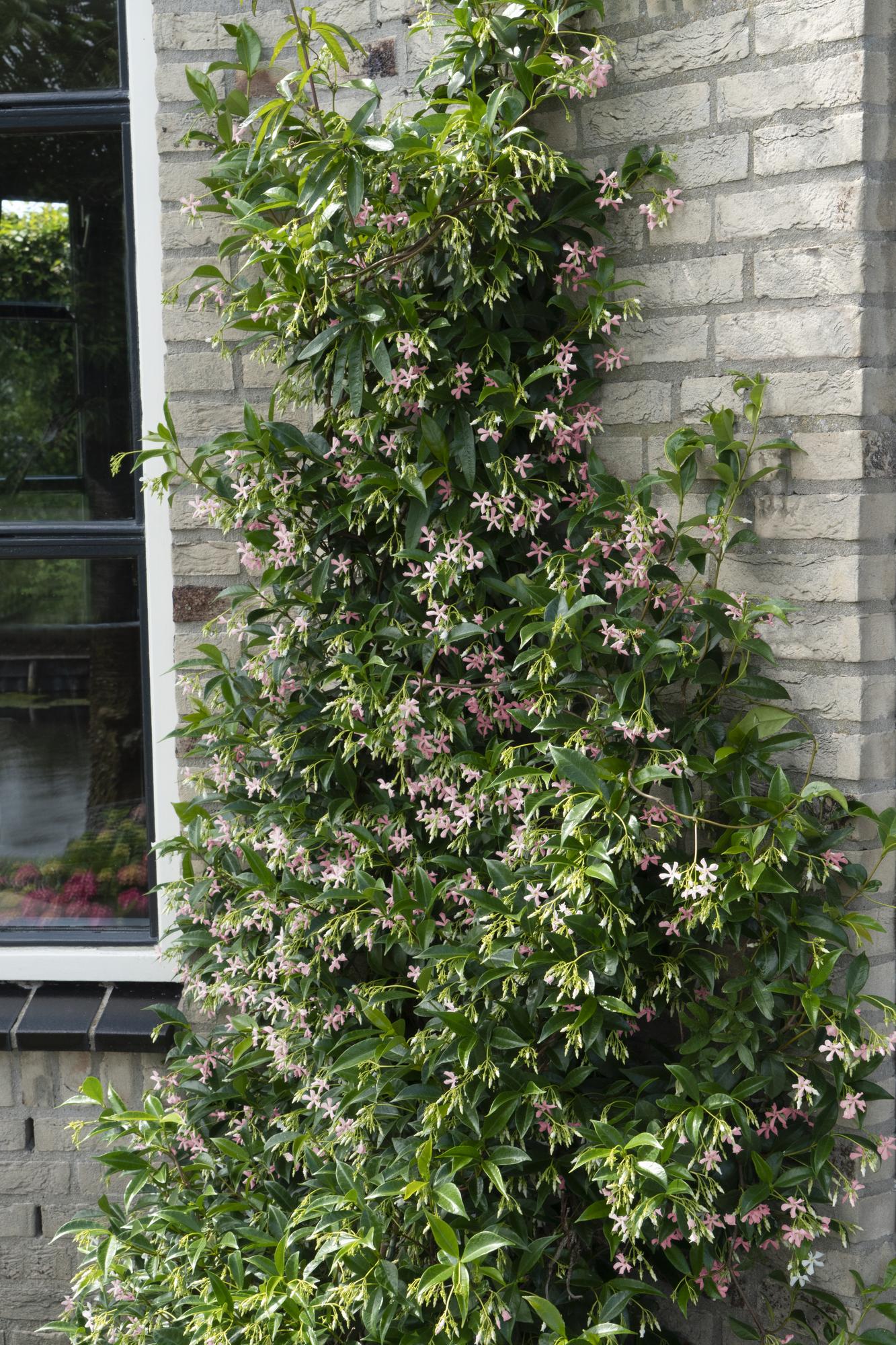 Trachelospermum 'Star of Ibiza' - Jasmin rose de Toscane - Ø15cm - ↕65cm