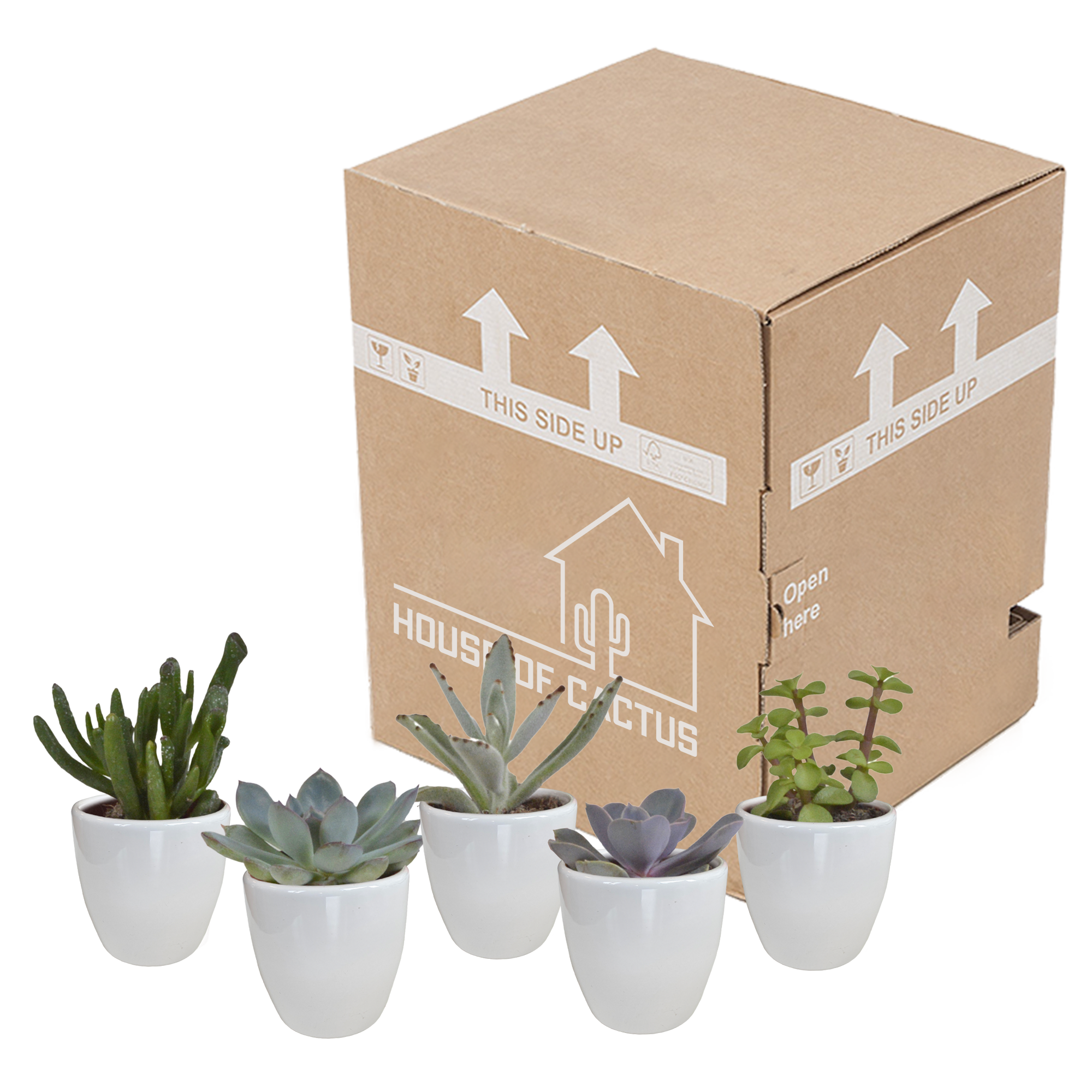 Vetplanten mix 5.5 cm - 5x - in witte pot