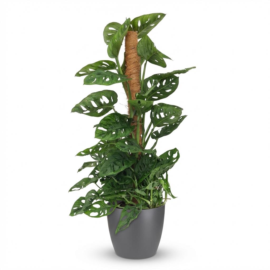 Monkey Mask - Monstera Andansonii Mosstok - Groen - Weinig onderhoud - 1 Plant - met Potter Grijs - Pot 19cm - Hoogte 90cm