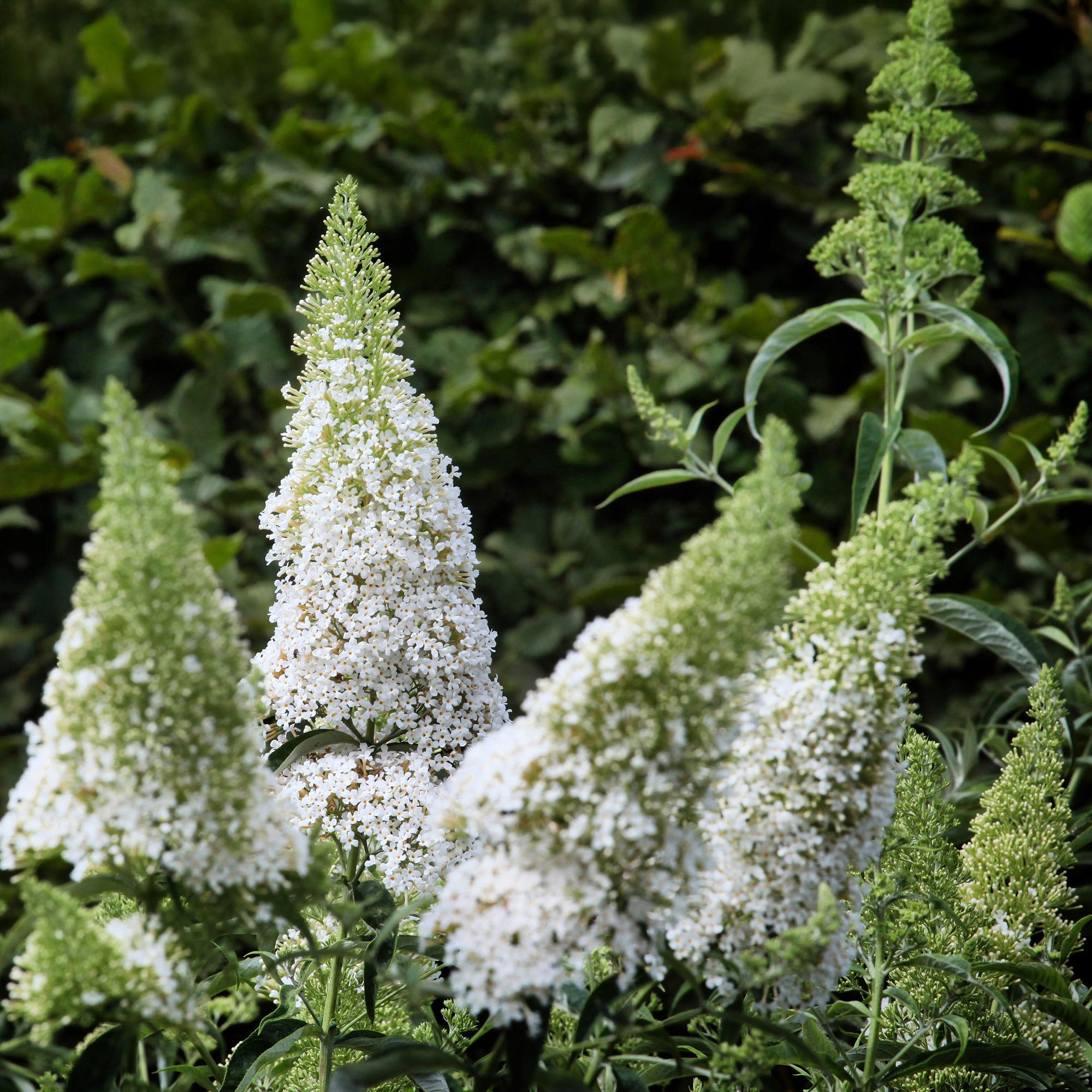 Vlinderstruik - Buddleja davidii White Profusion - Bloem Wit - 1 Plant - Bladverliezend - Vlinderlokkend -  Pot 17cm Hoogte 25cm