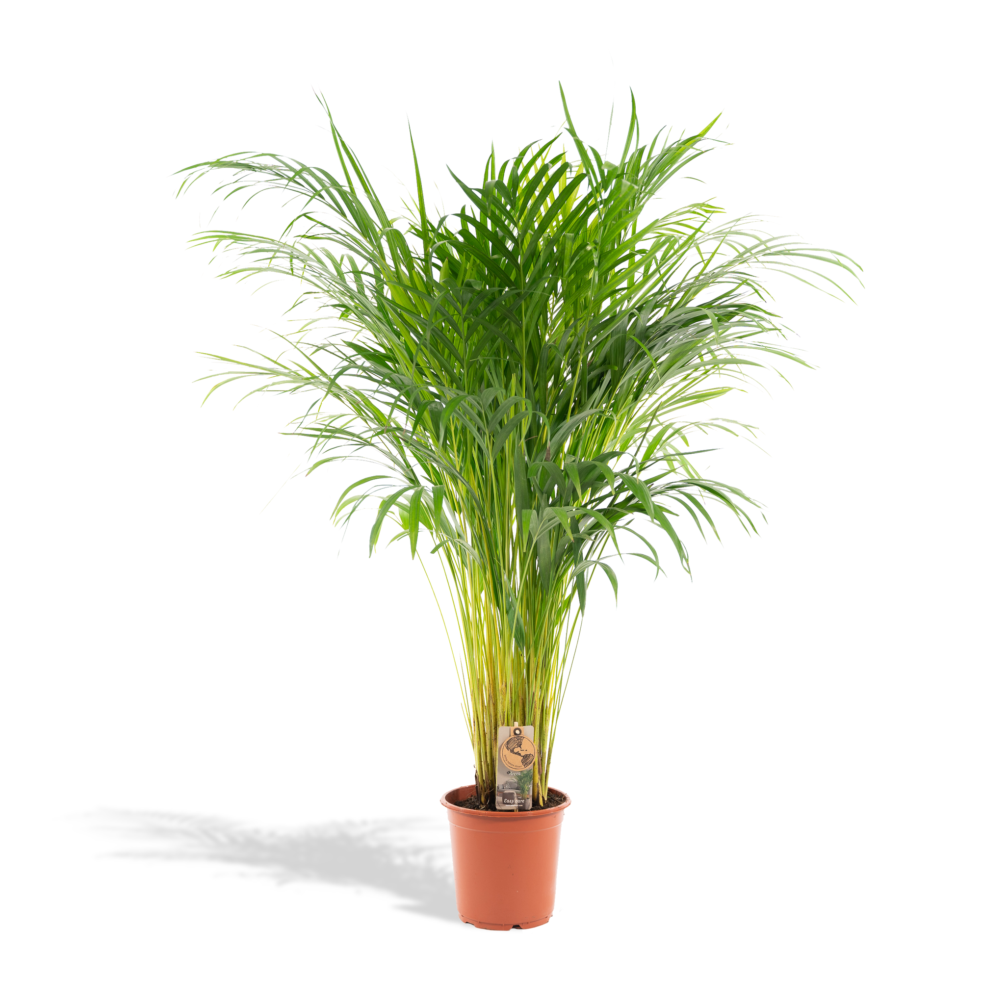 Areca-Palme – Ø 21 cm – ↕ 110 cm
