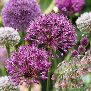 160x Bulb Garden Allium - Bloembollen - Bollentuinsierui - Diversen - Zomerbloeier - Bolmaat 10/12