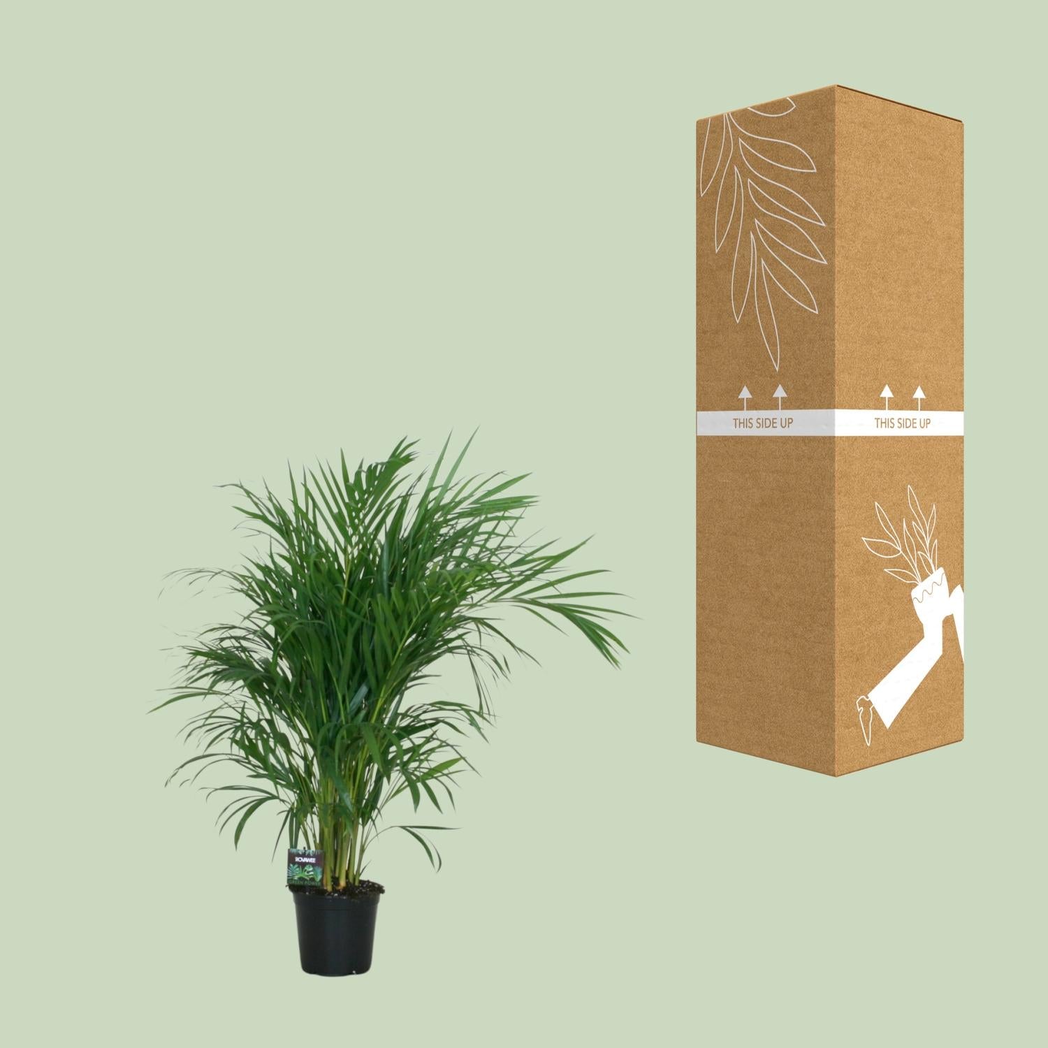 Dypsis Lutescens 120 - Ø19cm - ↕100cm