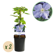 Green boutiQ – Kletterpflanze – Clematis Blue Angel – Blüte: Hellblau – Pflegeleicht – 2 Pflanzen – Topf: 11 cm, Höhe: 40 cm