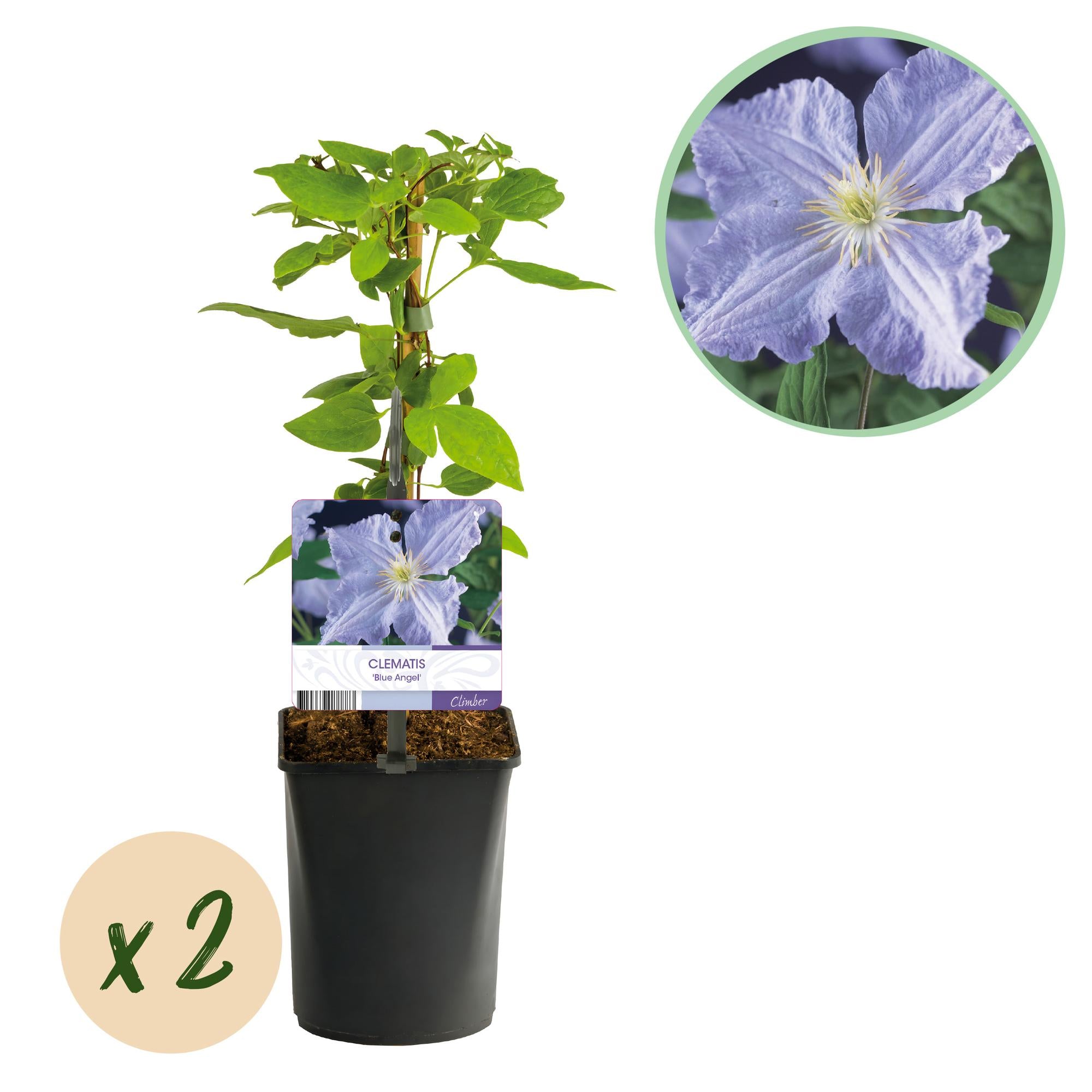Green boutiQ – Kletterpflanze – Clematis Blue Angel – Blüte: Hellblau – Pflegeleicht – 2 Pflanzen – Topf: 11 cm, Höhe: 40 cm
