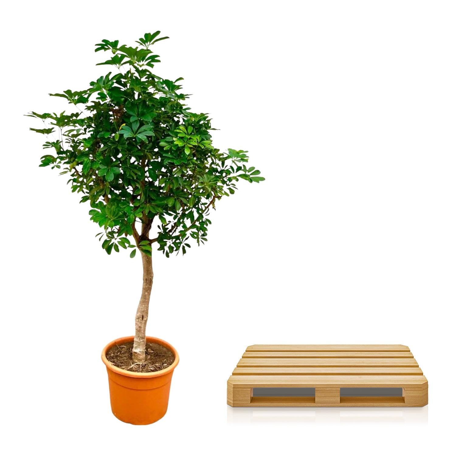 Schefflera am Stamm - 210 cm - ø40