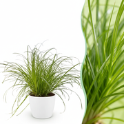 Cyperus alternifolius Zumula - Kattengras - Huisdiervriendelijke Plant - Groen - 1 Plant - met Potter Wit - Pot 12cm - Hoogte 20cm
