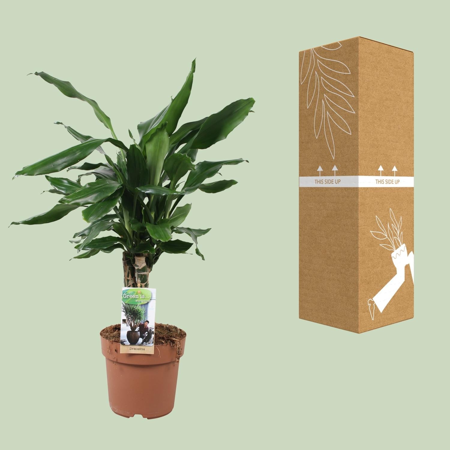 Dracaena Fagrans Steudneri Grün - Ø17cm - ↕55cm
