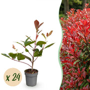 Photinia fraseri Red Robin - Glansmispel - 24x - Haagplanten - Groenblijvend - Rood - Pot 9cm - Hoogte 25-35cm