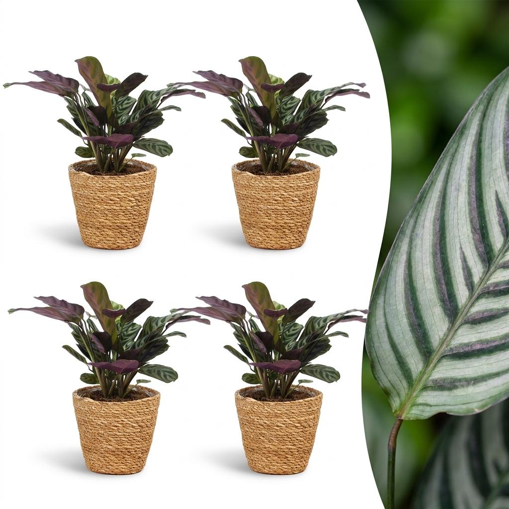 Ctenanthe Burle Marxii - Visgraatplant - 4x - met Mand - Pot 12cm - Hoogte 30cm