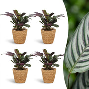 Ctenanthe Burle Marxii - Visgraatplant - 4x - met Mand - Pot 12cm - Hoogte 30cm