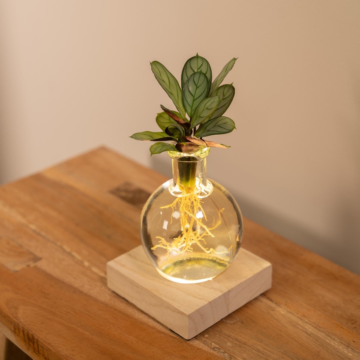 Calathea en verre de Samoa avec éclairage LED - Ø12cm - ↕10cm