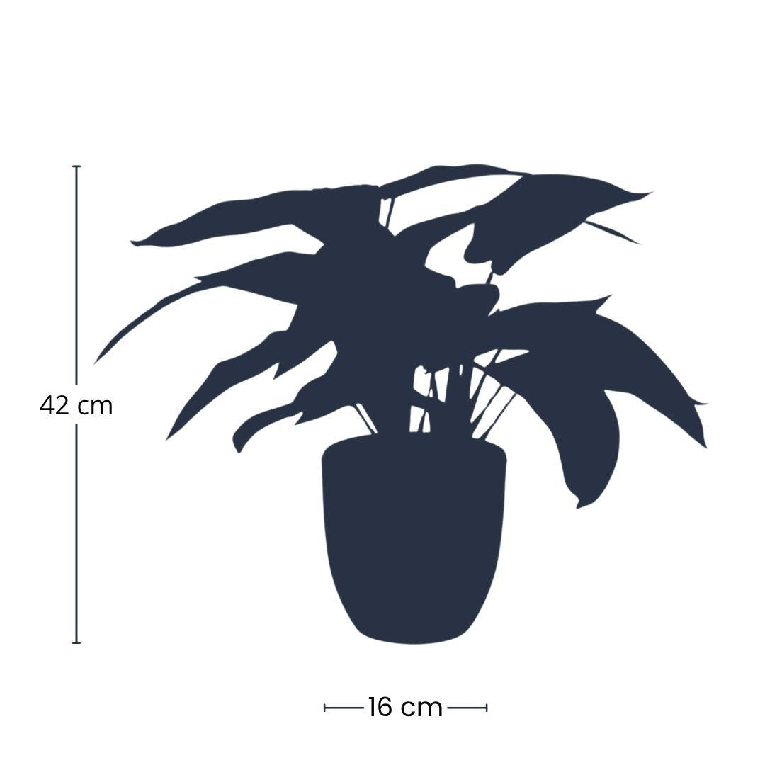 Calathea Zebrina in vaso nero - altezza 42 cm - Pianta artificiale