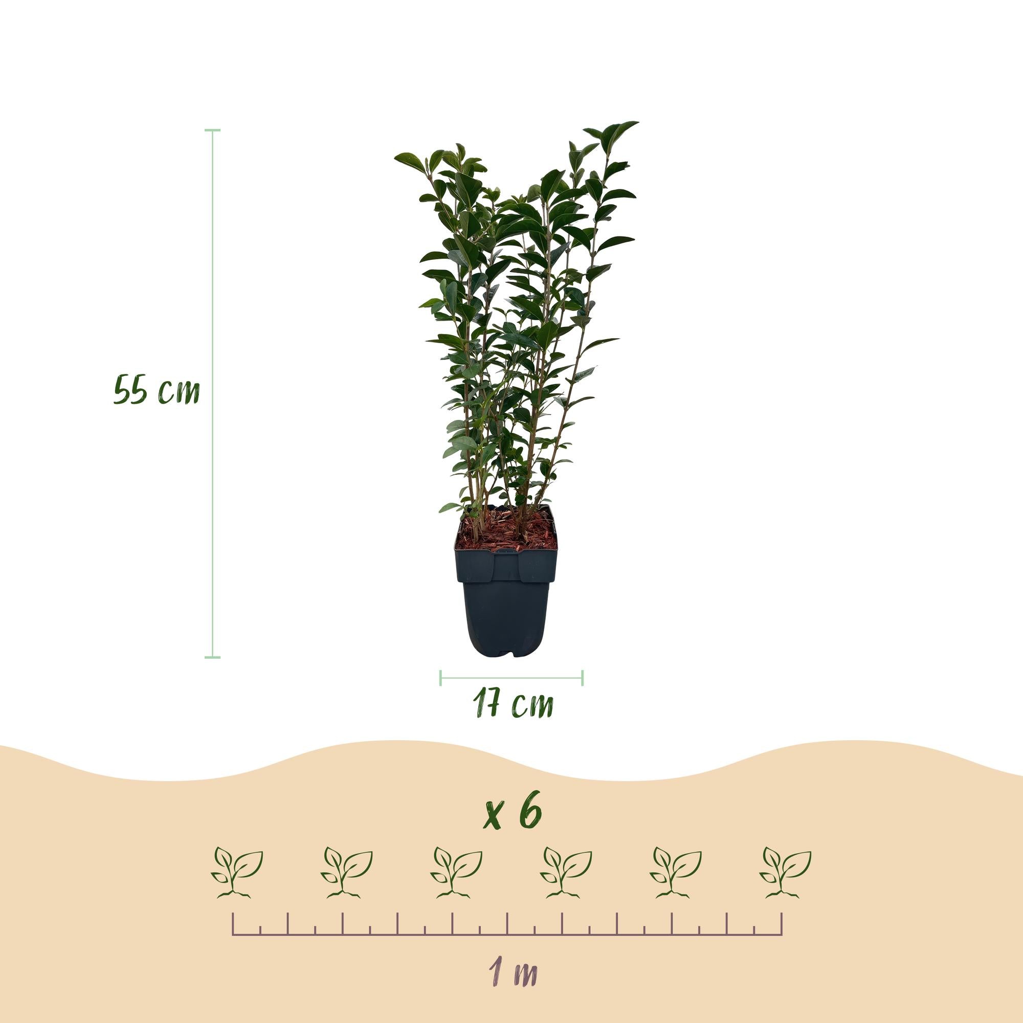 Ligustrum ovalifolium -  blad groen - 6 planten - 1 strekkende meter - groenblijvend - pot 17cm hoogte 55cm