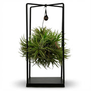 Tillandsia Luchtplant in Decor - Ø 14 cm - Hoogte: 37 cm