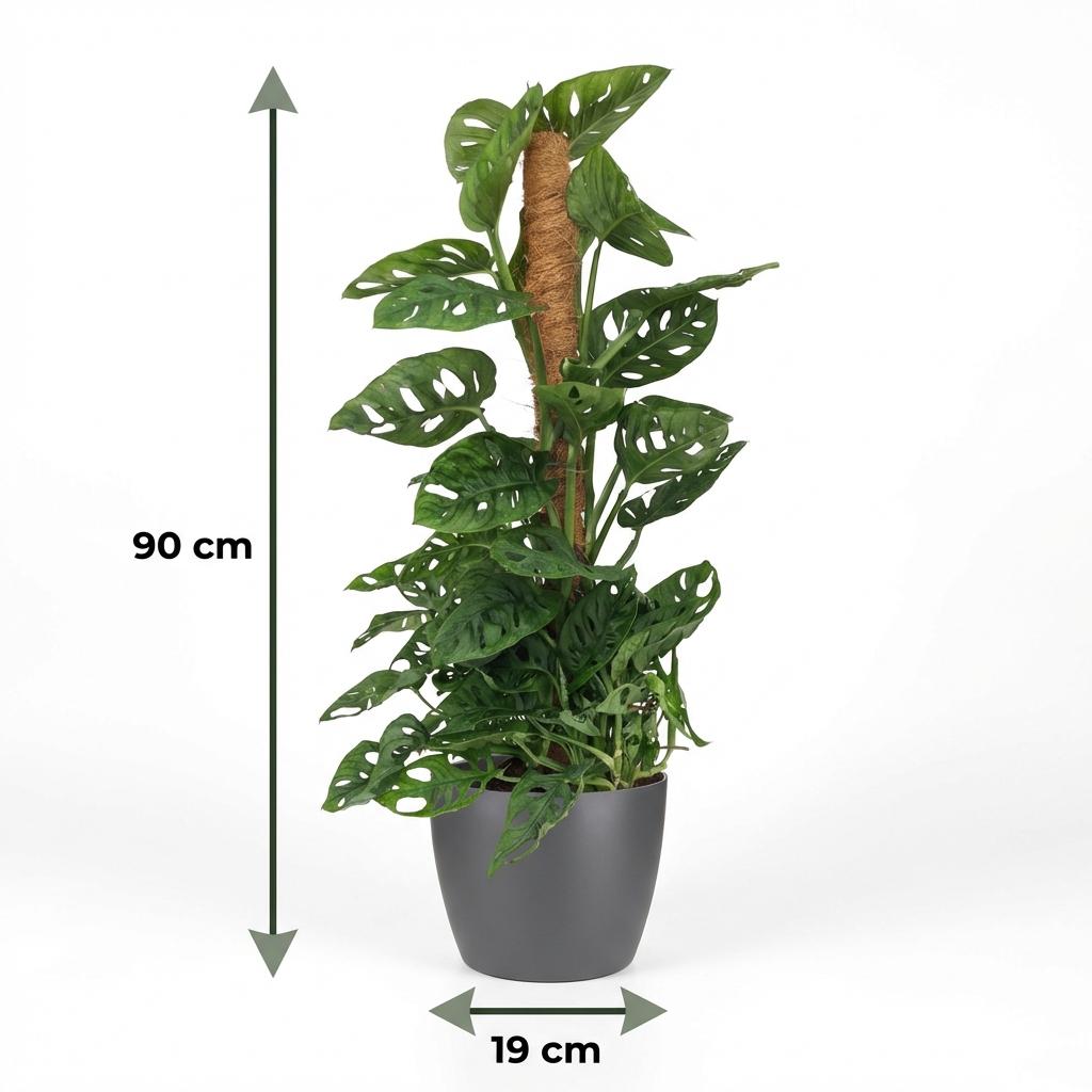 Monkey Mask - Monstera Andansonii Mosstok - Groen - Weinig onderhoud - 1 Plant - met Potter Grijs - Pot 19cm - Hoogte 90cm