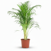 Dypsis Lutescens - Areca - Goudpalm - Pot 21cm - Hoogte 90 - 100cm