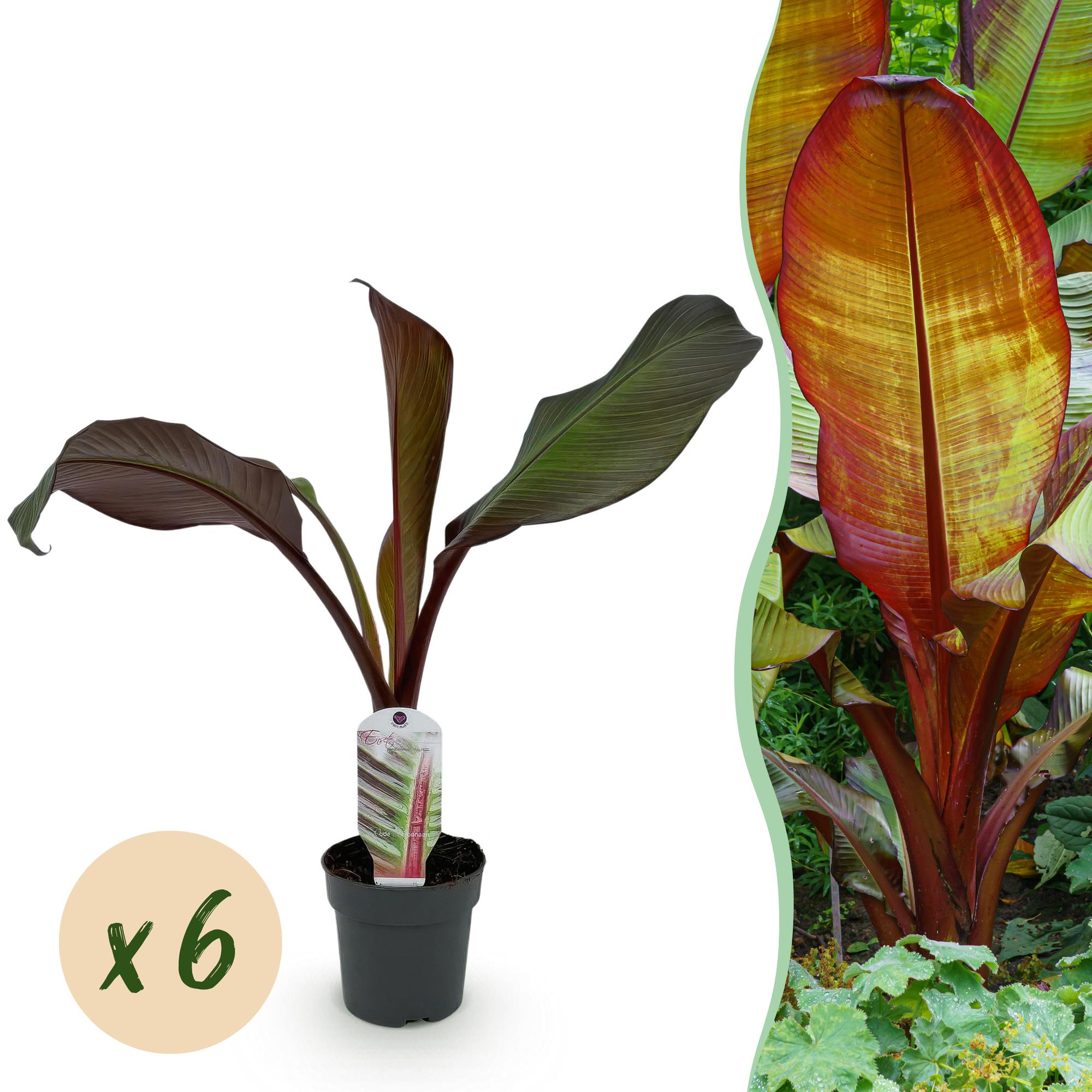 Bananen plant - Ensete ventricosum Maurelli - Winterhard - 6 planten - Pot 12cm Hoogte 30cm