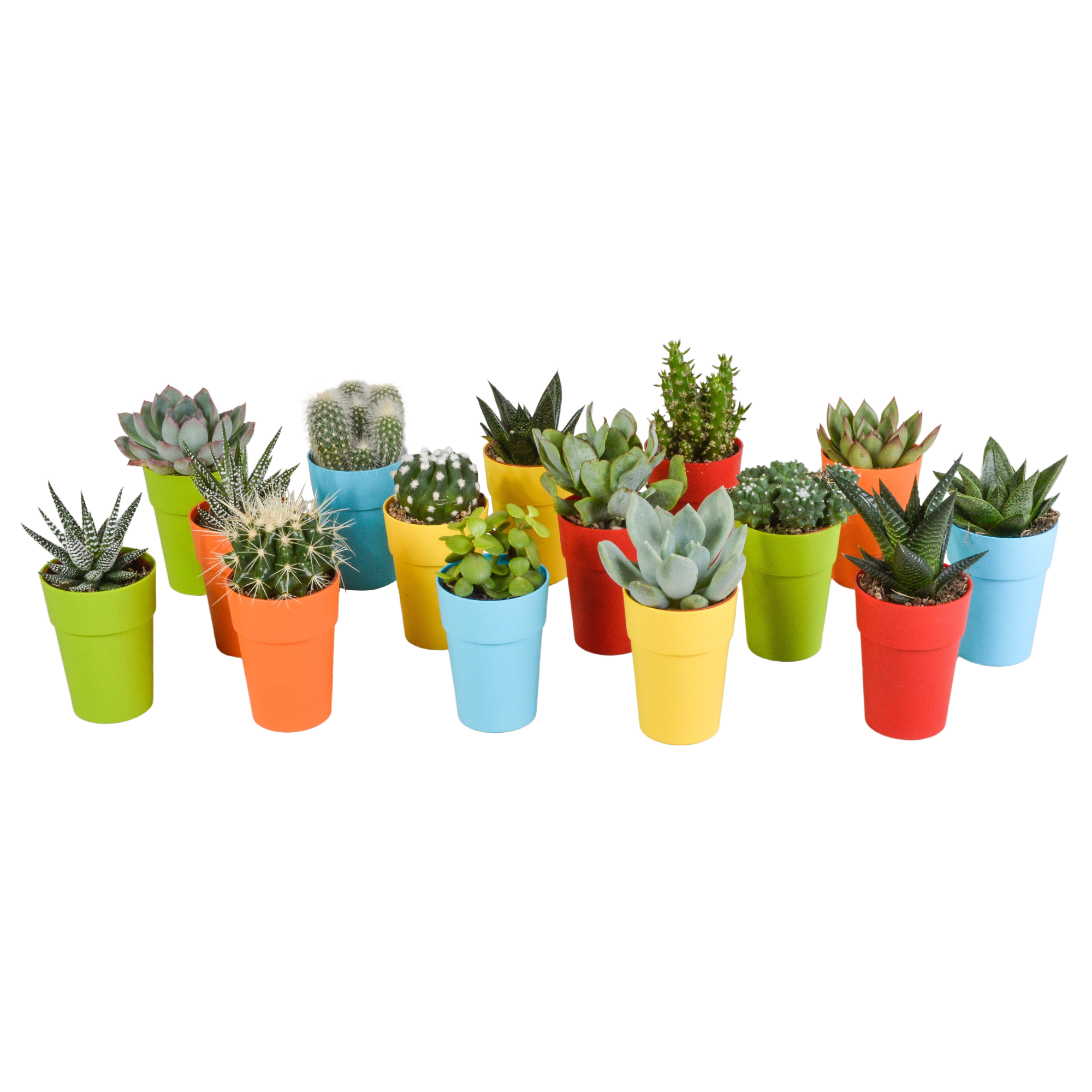 Cactus and succulent mix 5.5 cm | 15 pieces - in a colored plastic pot