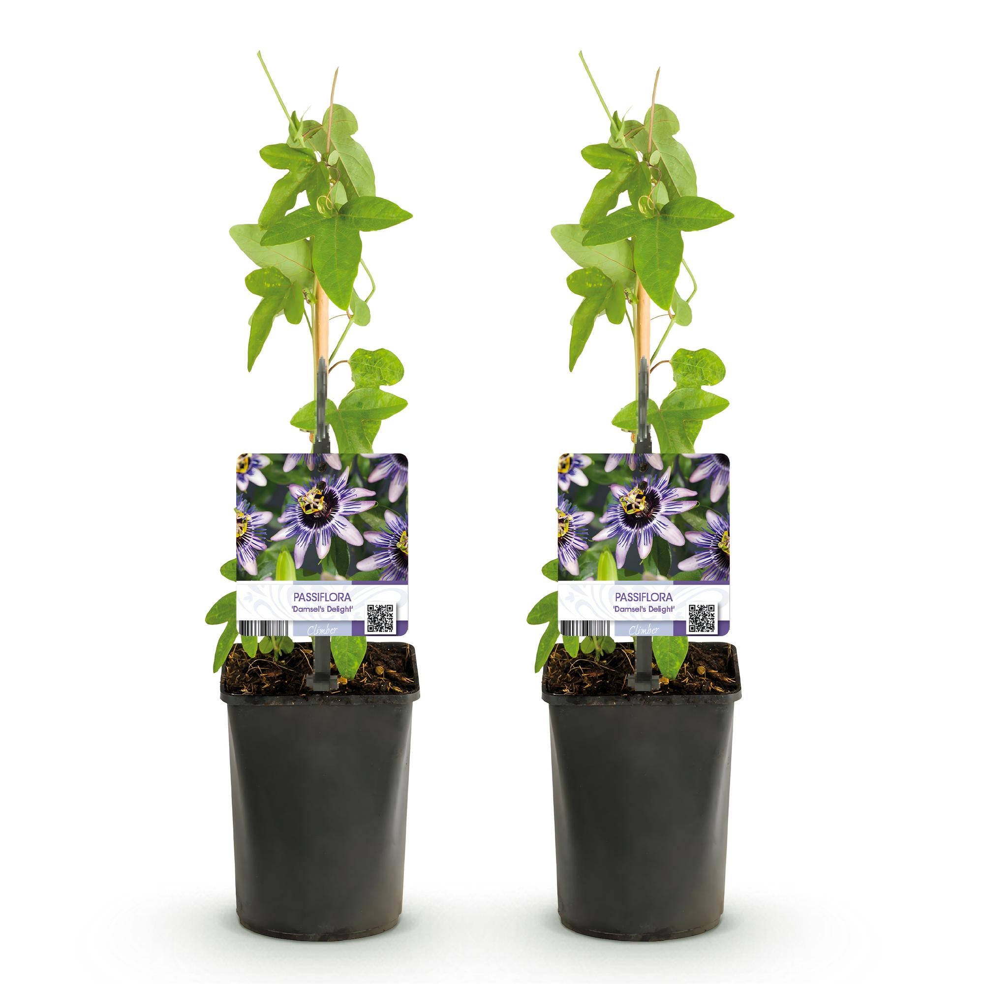 Green boutiQ – Passionsblume – Passiflora 'Damsels Delight' – Lila mit weißen Blüten – Pflegeleicht – 2 Pflanzen – Topf: 11 cm, Höhe: 40 cm