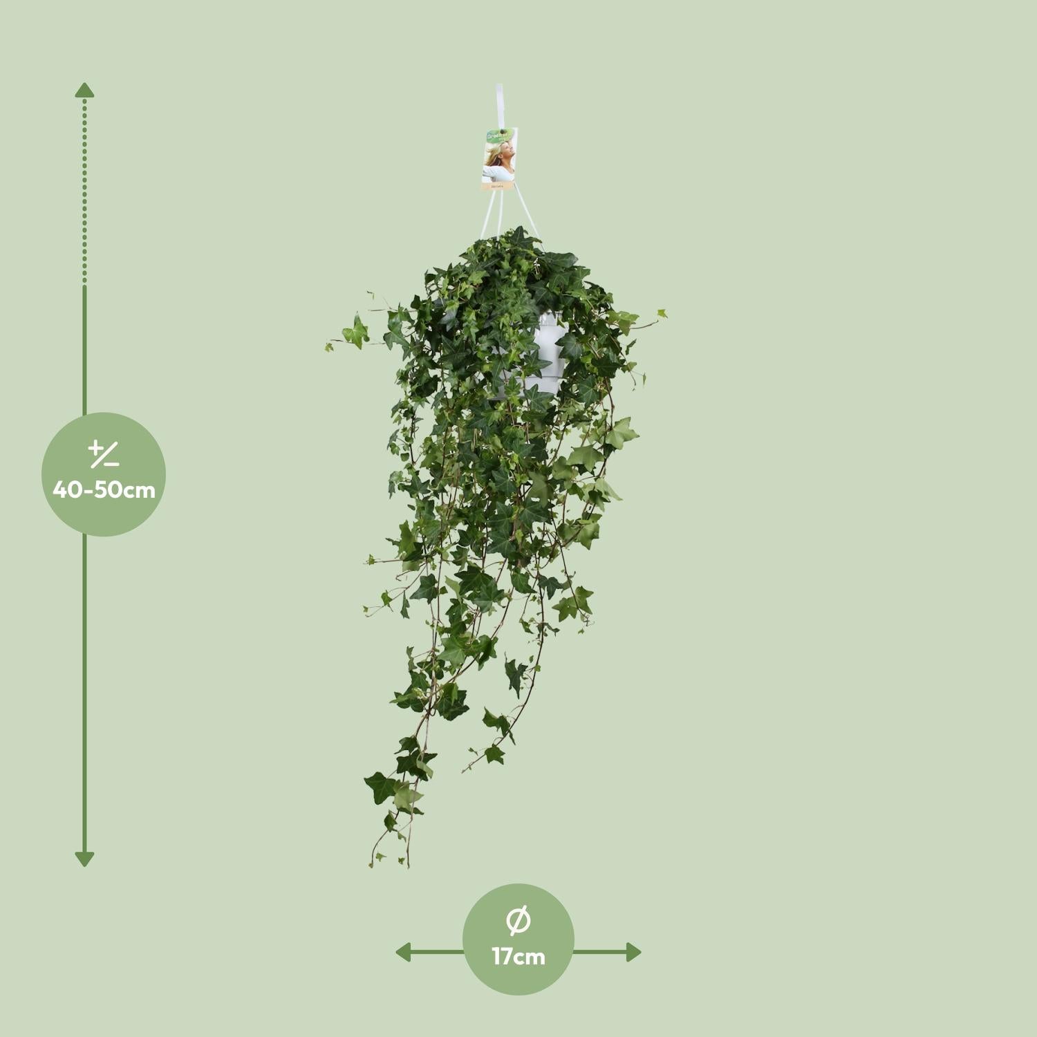Hedera Helix Pitsburg - Hanging/XXL - Ø17cm - ↕90cm