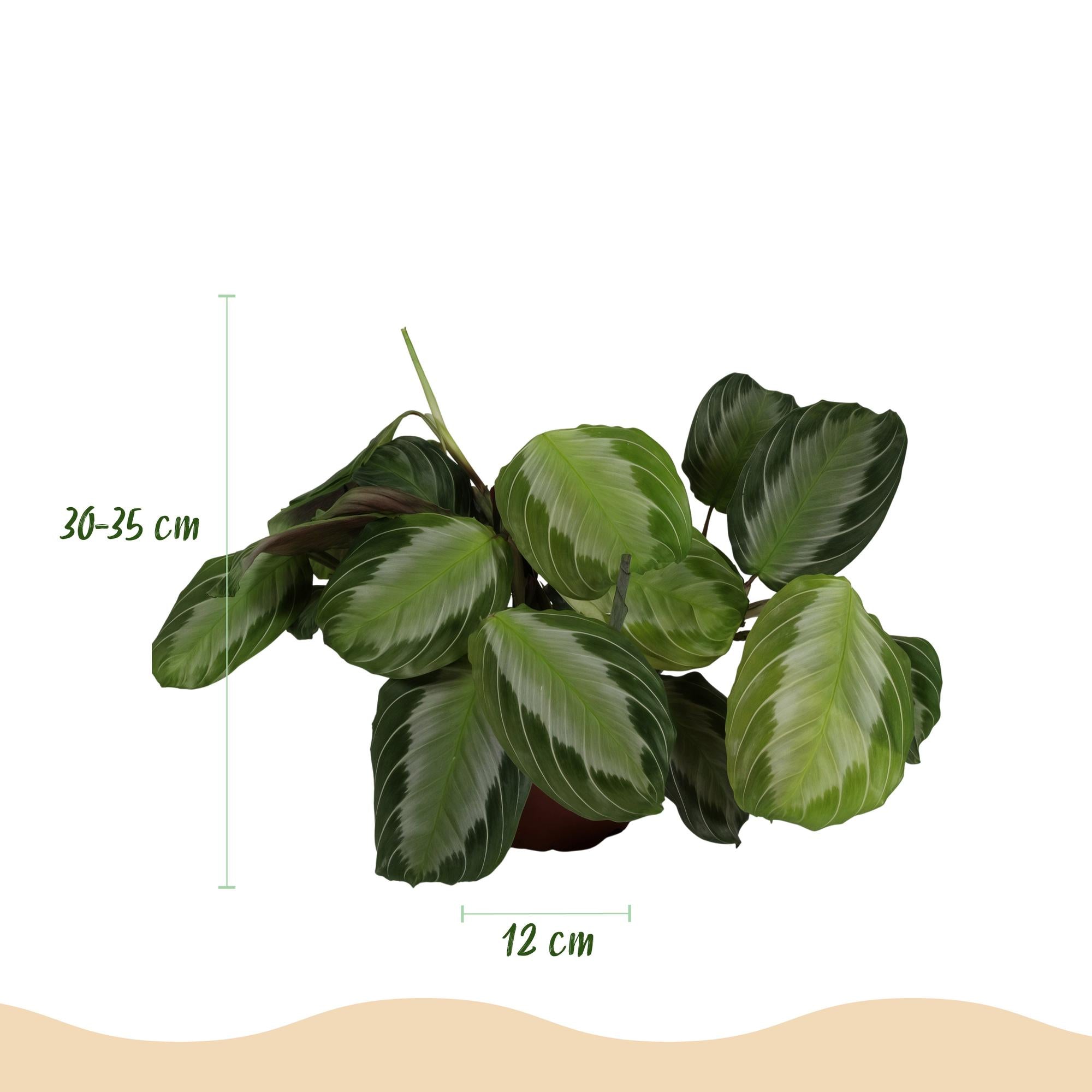 Maranta Fascinator Silverband - Gebedsplant - 2 Planten - met Potter Wit - Pot 12cm - Hoogte 25cm