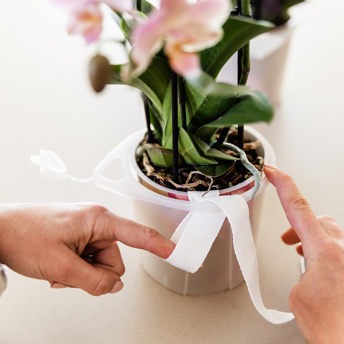 Kolibri Orchids | Witte orchideeënset in Como dish incl. waterreservoir | twee witte Amabilis orchideeën 9cm