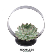 ROOTLESS Succulent Echeveria Pulidonis on Deco table stand Ø20 cm - ↕20 cm