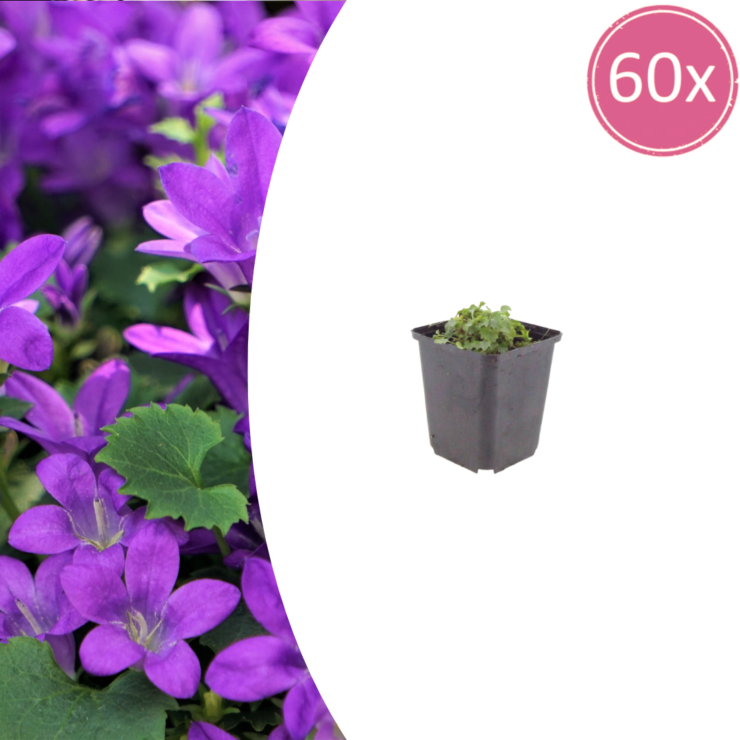 60x Campanula portenschlagiana - ↕10-25cm - Ø9cm