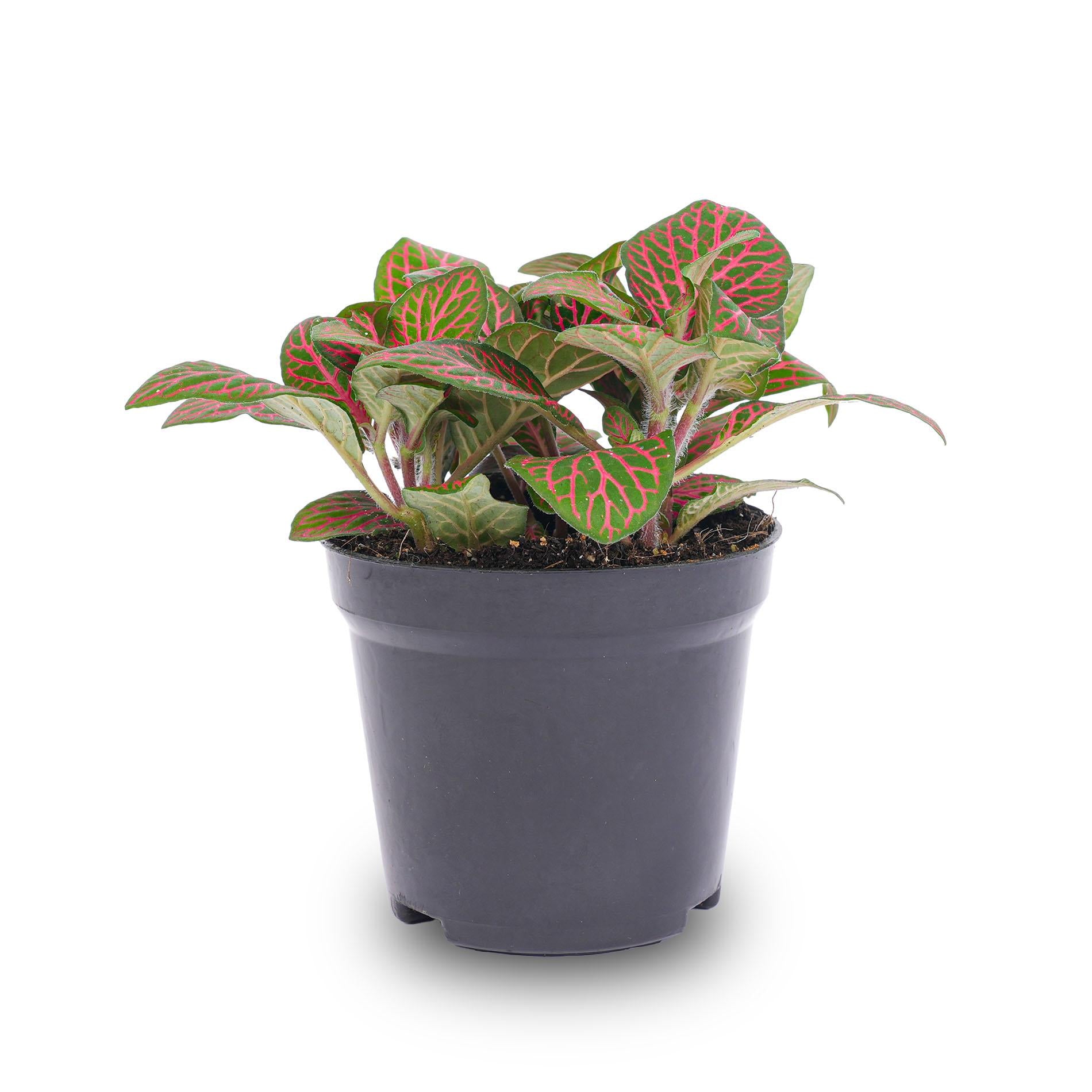 Fittonia rot - Mosaikpflanze - Topfgröße 8