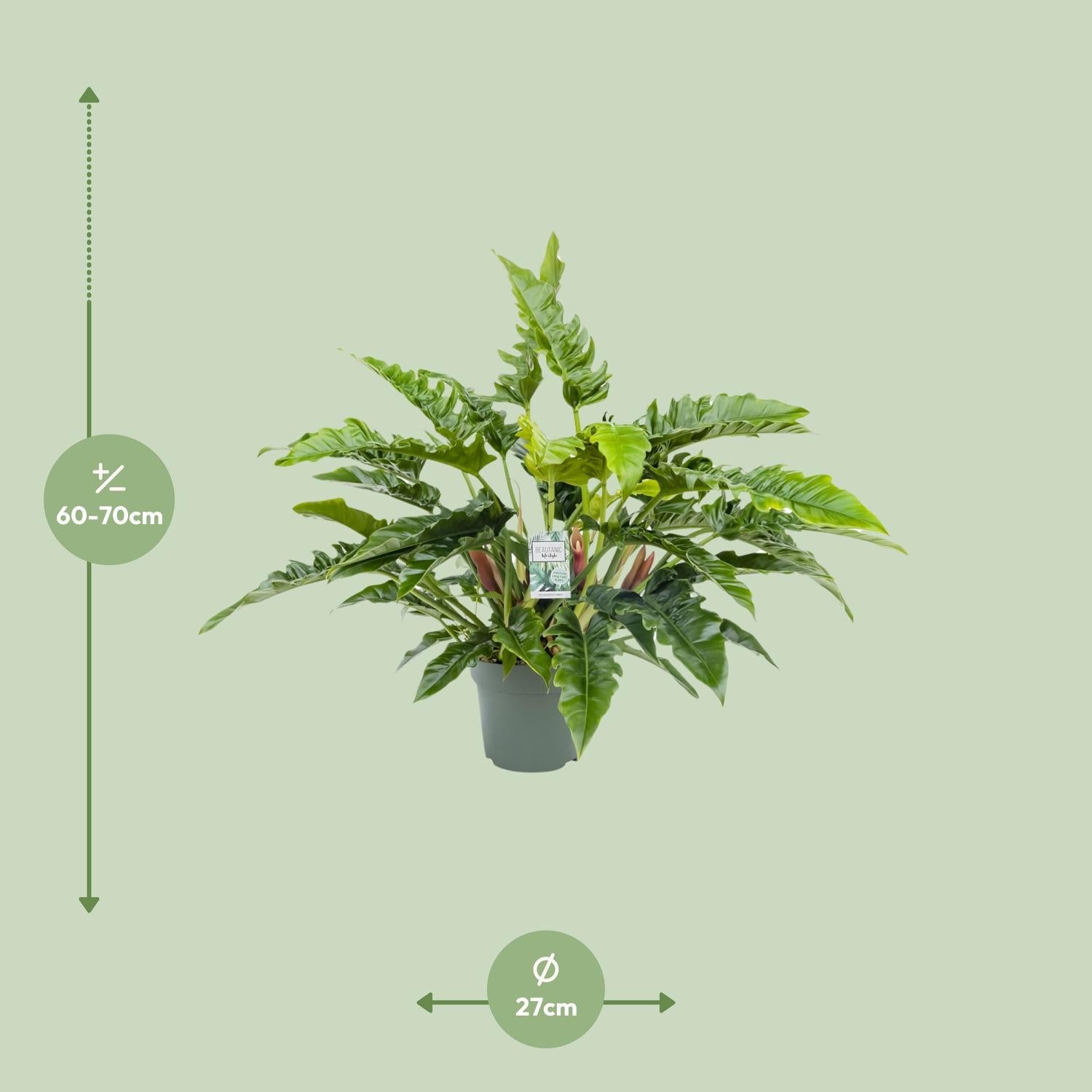 Philodendron Rambo - Ø27cm - ↕65cm