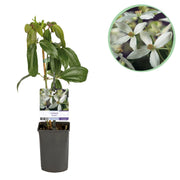 Clematis armandii - Bloem Wit - Groenblijvend - Weinig onderhoud - 1 plant Pot 11cm Hoogte 40cm