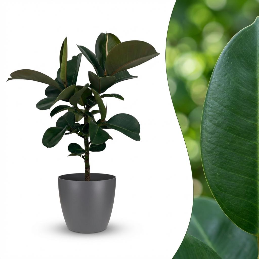 Rubberplant - Ficus Elastica Cloe - Groen - Weinig onderhoud - 1 Plant - met Potter Grijs - Pot 19cm - Hoogte 65cm