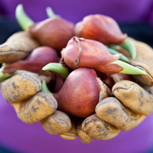 Bulbos de Tulipán Strong Gold – Paquete de 20 | KH Flower Bulbs® | Tulipán Amarillo – Radiante y Fuerte – Para Jardín o Maceta – Tamaño 11/12 – Recién Cultivado