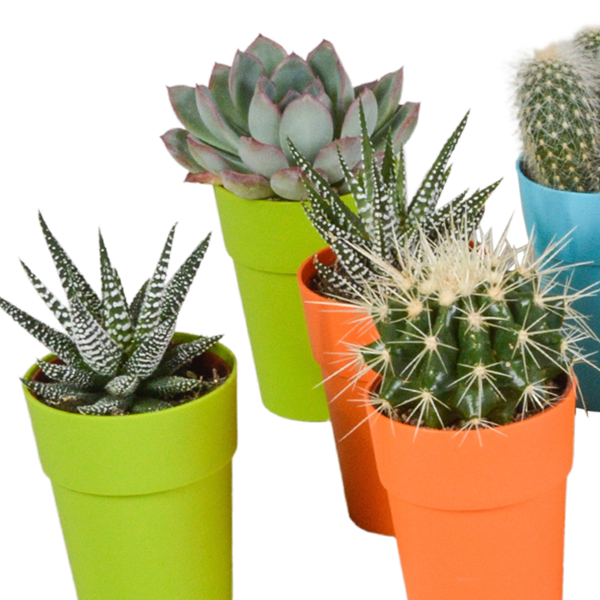 Cactus and succulent mix 5.5 cm | 15 pieces - in a colored plastic pot
