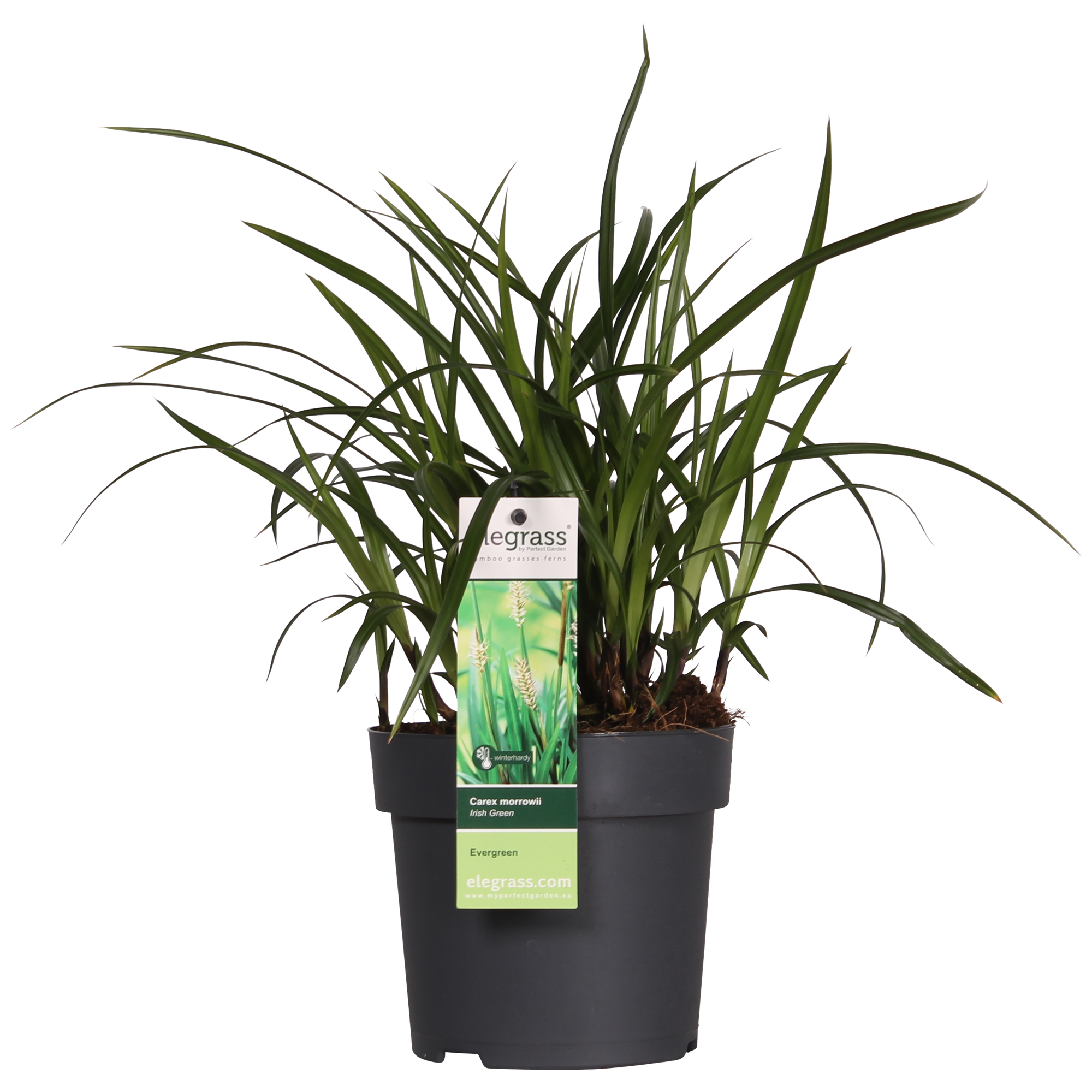Carex morrowii Irish Green - Ø19cm - ↕40cm - Ø14 - ↨30cm
