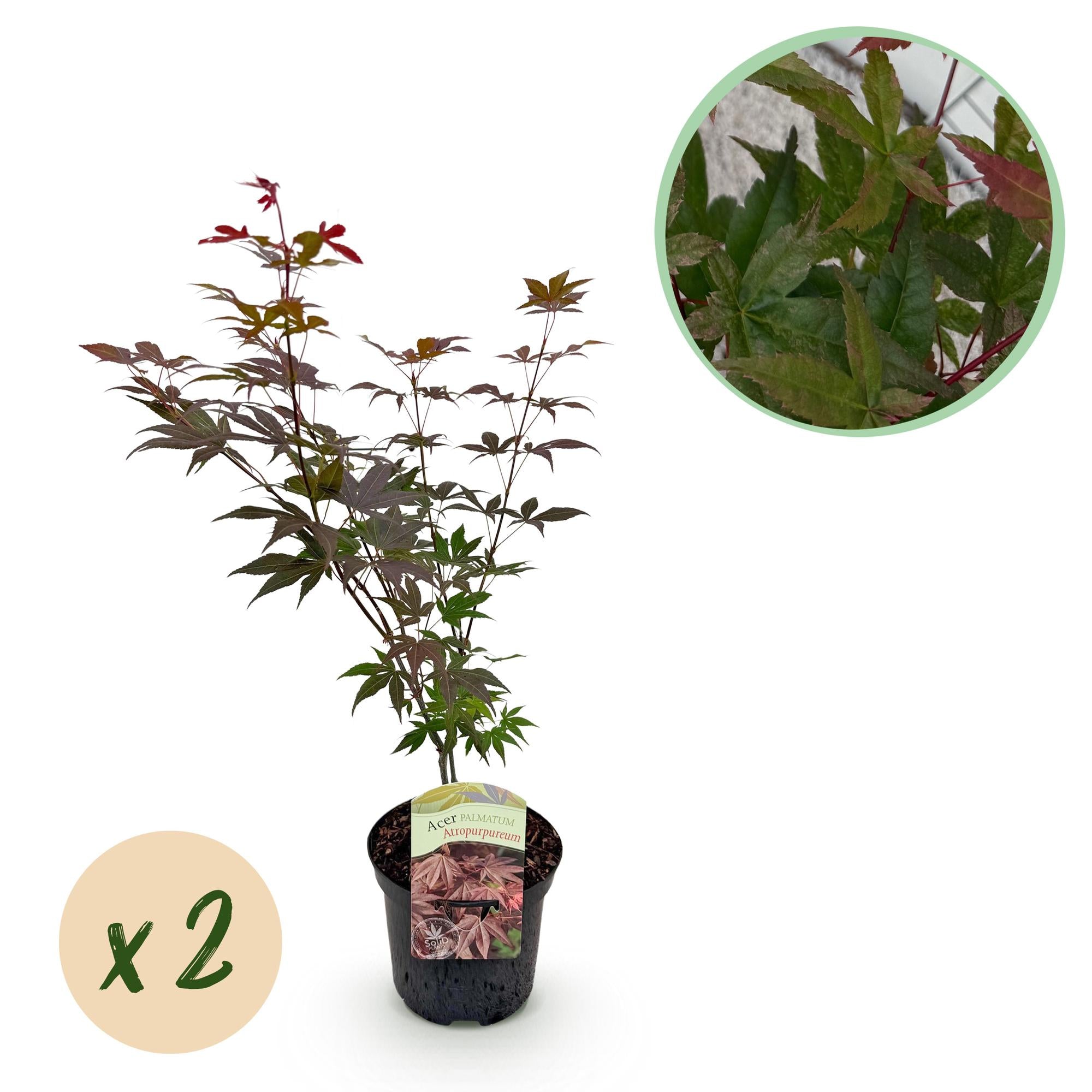 Green boutiQ - Pianta da patio - Acero giapponese - Acer palmatum Atropurpureum - Viola - 2 piante - Decidua - Vaso 19 cm Altezza 70 cm