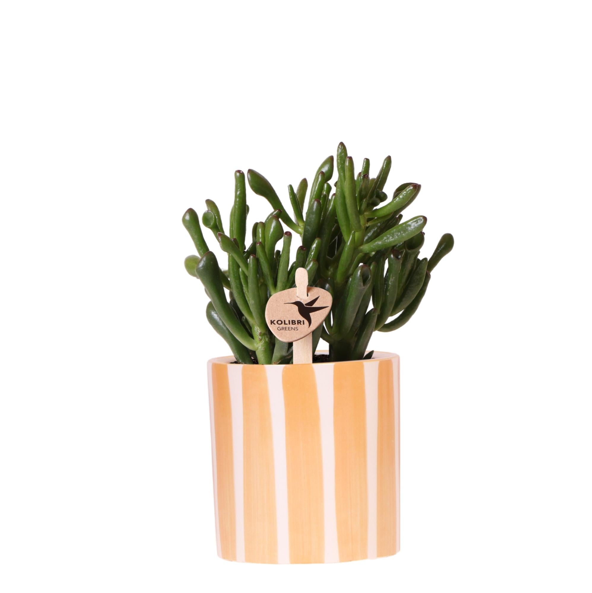 Kolibri Greens | Sukkulente Crassula Hobbit + Painted Stripe im orangefarbenen Topf (Ø 9 cm) | Blühende Zimmerpflanze – frisch vom Züchter