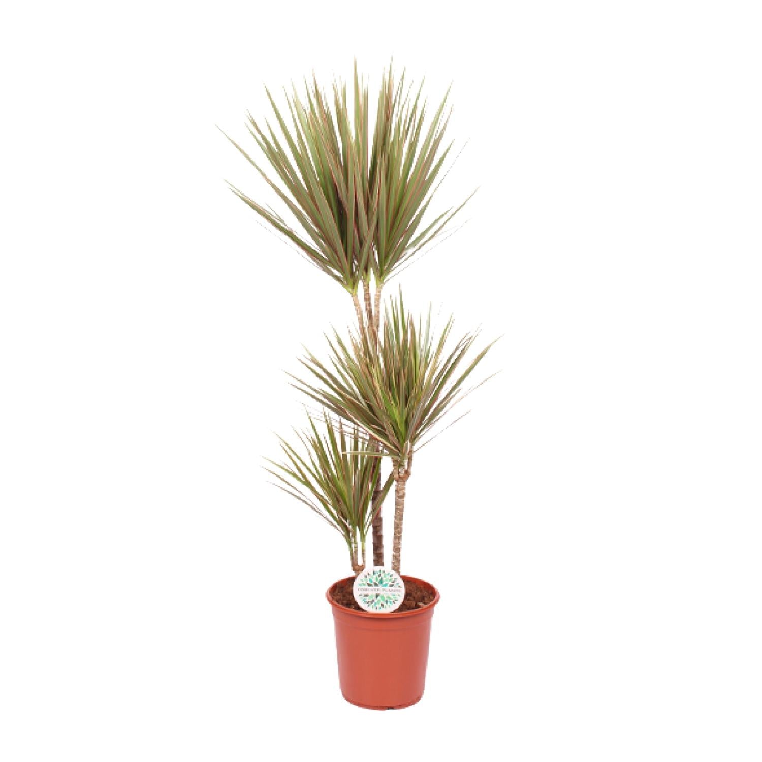 Zweifarbige Dracaena - Ø 24 cm - ↕ 115 cm
