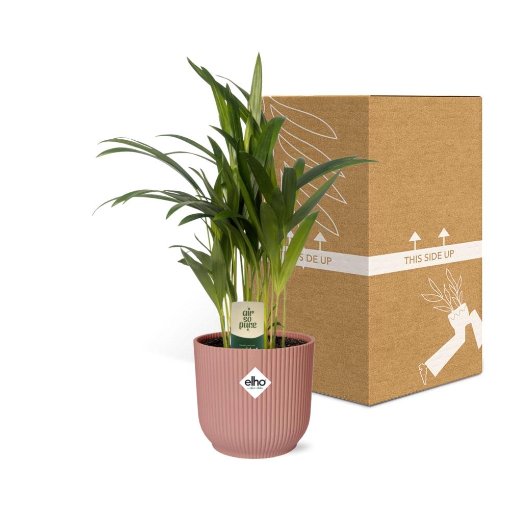 Dypsis lutescens (Areca) 12 cm en ELHO Vibes Fold 14 cm rose