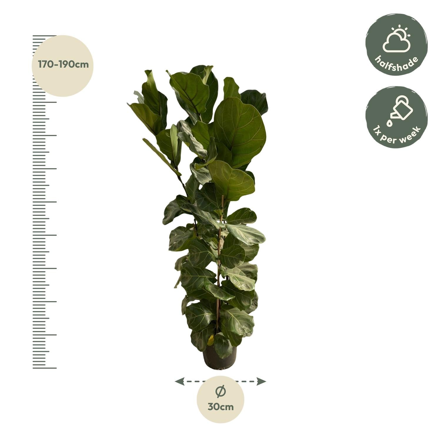 Ficus Lyrata struik - 180 cm - Ø30-35
