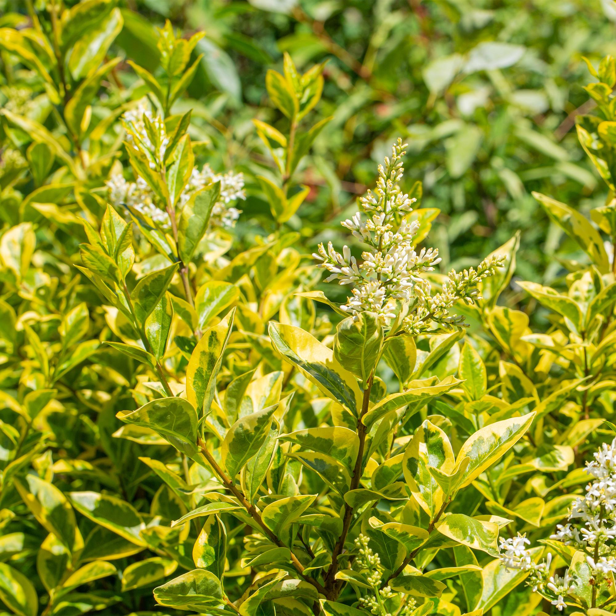 Ligustrum ovalifolium Aureum - blad geel groen - 8 planten - 1 strekkende meter - groenblijvend - pot  9cm hoogte 35-40cm