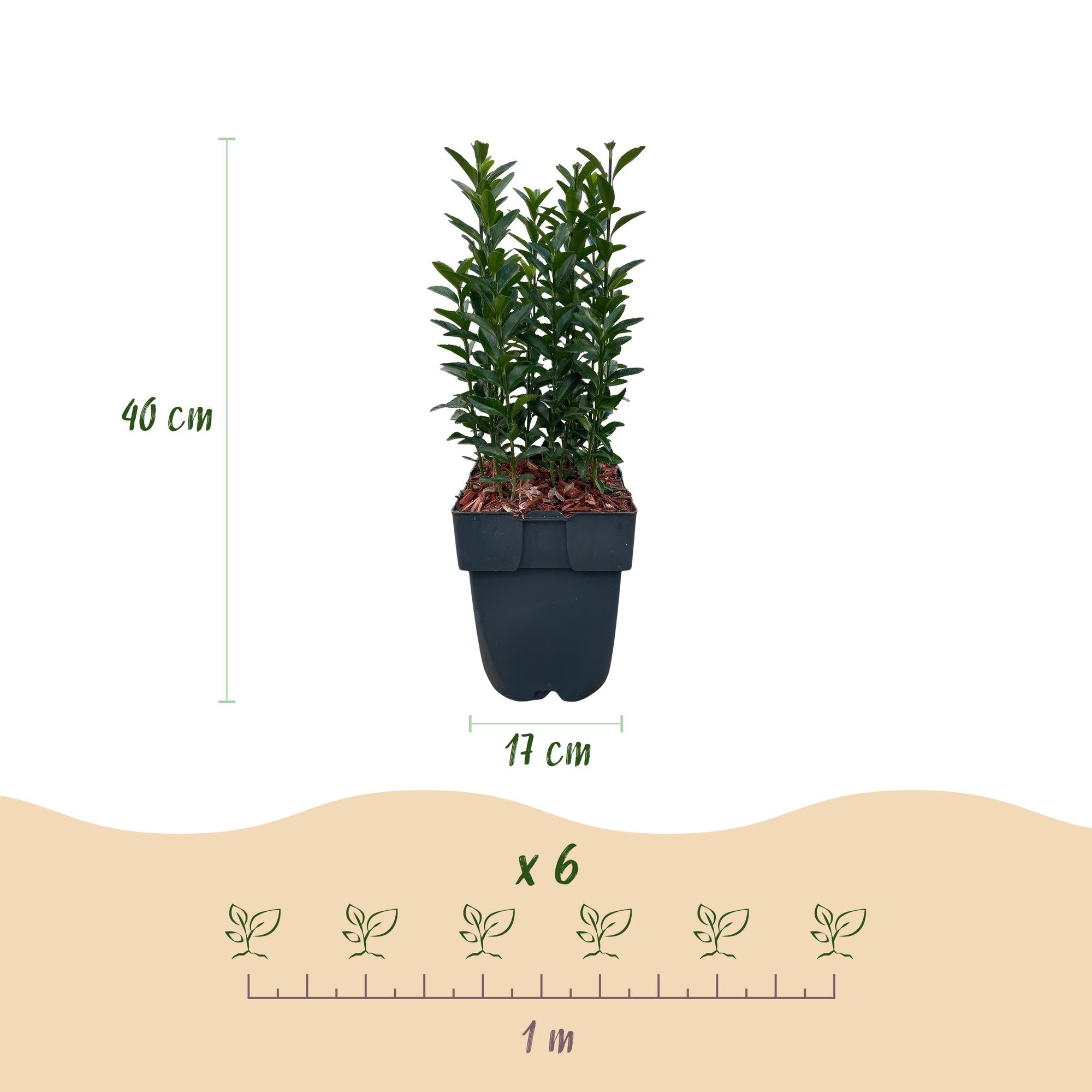 Euonymus japonica Green Spire -  blad groen - 6 planten - 1 strekkende meter - groenblijvend - pot 17cm hoogte 40cm