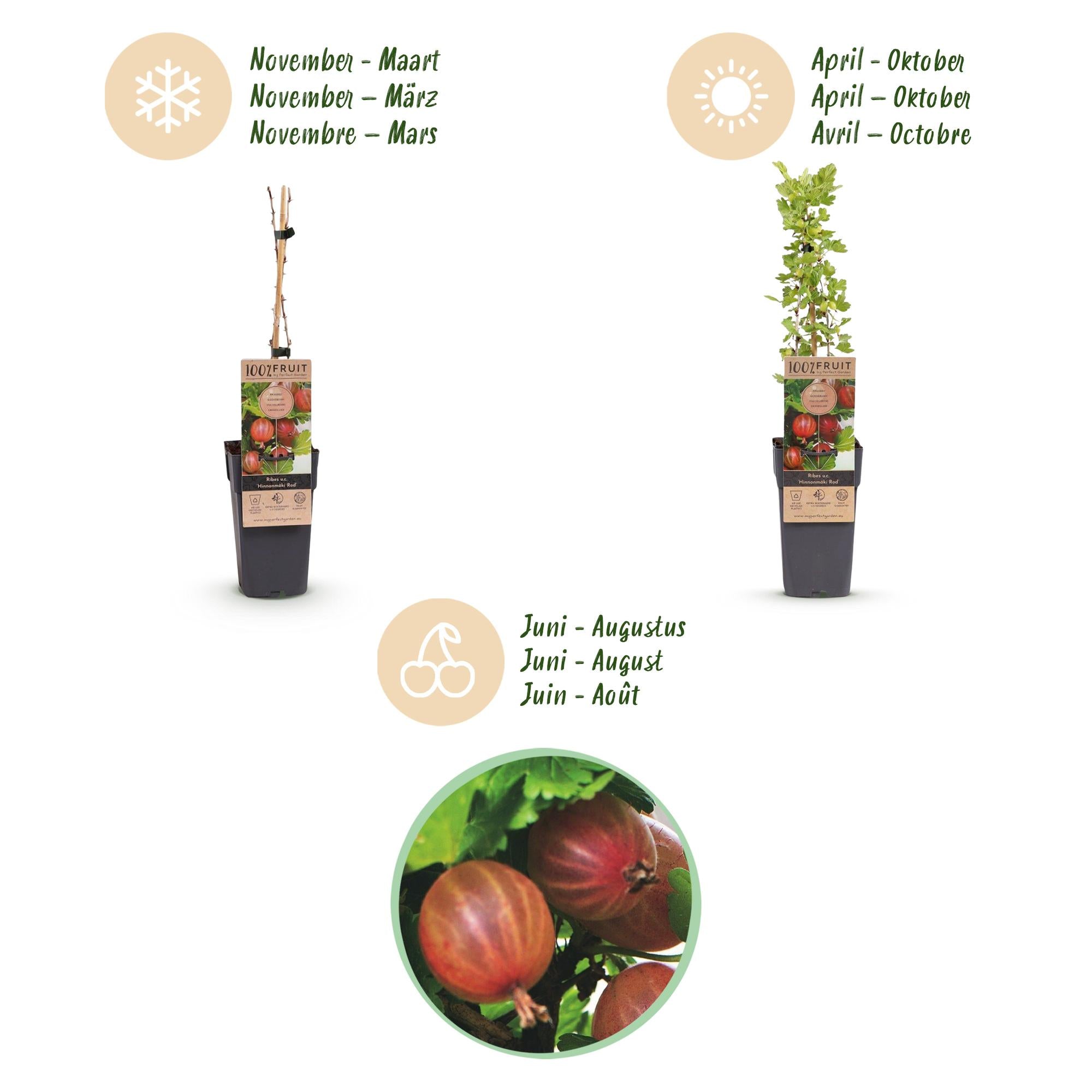 Ribes uva-crispa Hinnonmäki Röd - Kruisbes - Winterhard - Rode Bes - 2 Planten - Pot 15cm - Hoogte 50cm