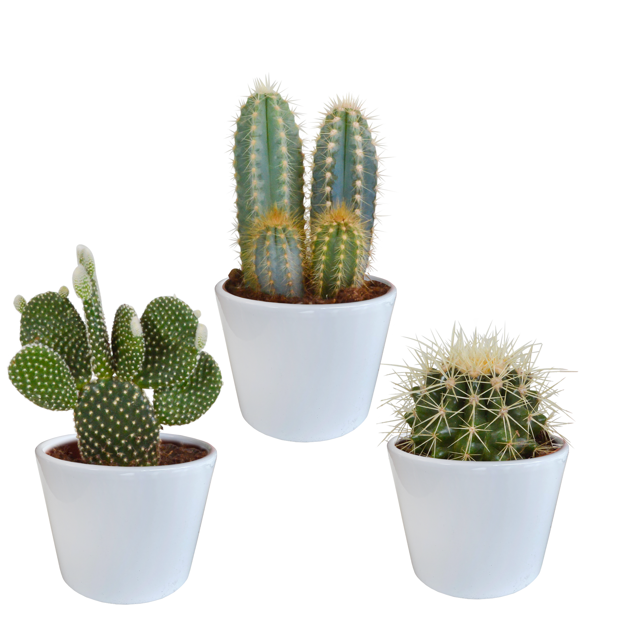 Cactus mix 10.5 cm - 3x - in white pot