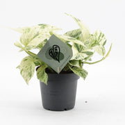 Epipremnum Snow Leopard - Epipremnum Snow Leopard - Groen - Creme - Tropisch - Ø12cm - ↕25cm