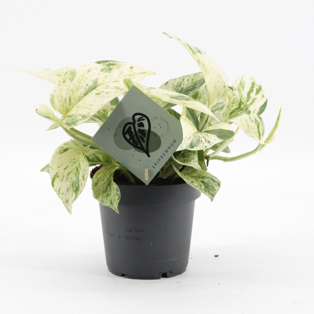 Epipremnum Snow Leopard - Epipremnum Snow Leopard - Groen - Creme - Tropisch - Ø12cm - ↕25cm